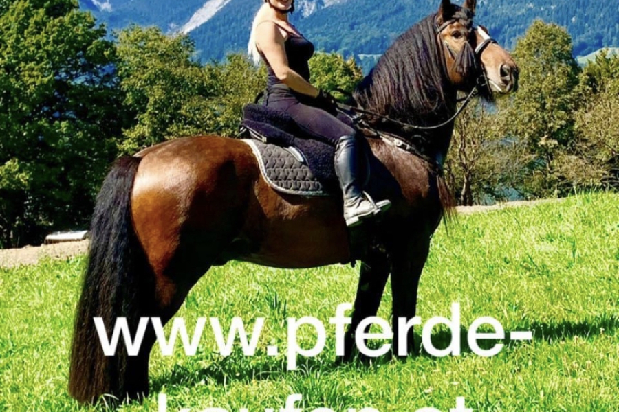 Verlasspferd gesucht
